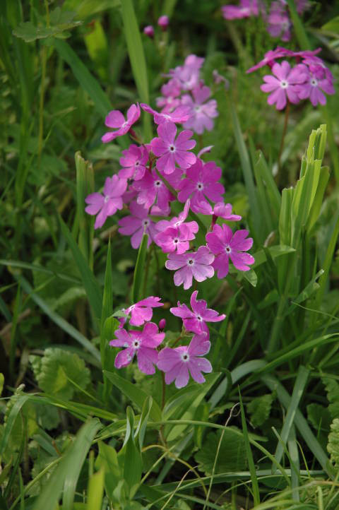 サクラソウの花