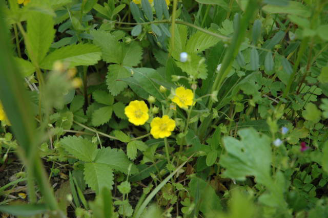 ミツバツチグリ