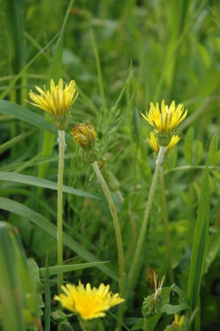 カントウタンポポ