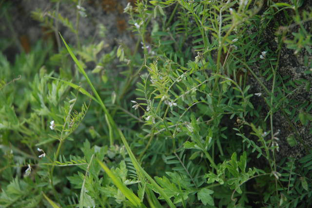 スズメノエンドウ