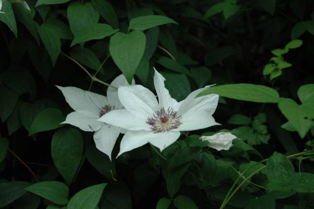 カザグルマの花