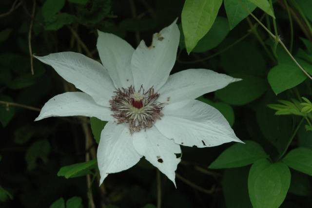 カザグルマの花アップ