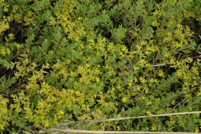 メキシコマンネングサ