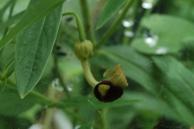 ウマノスズクサ