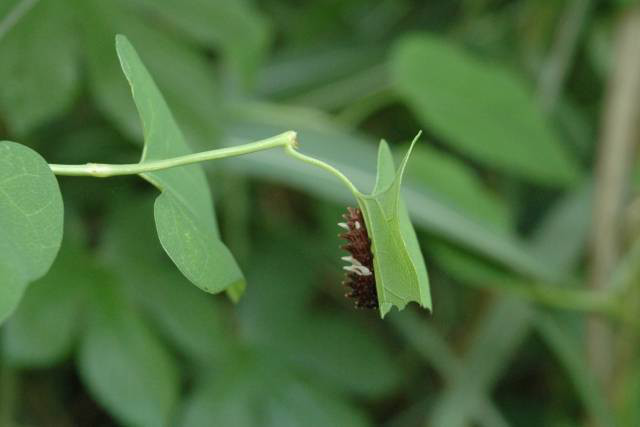 ジャコウアゲハの幼虫