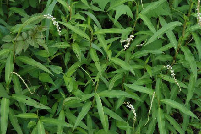 シロバナサクラタデ