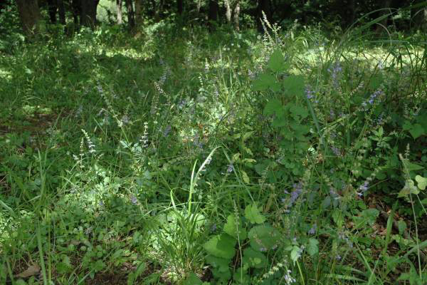 アキノタムラソウ
