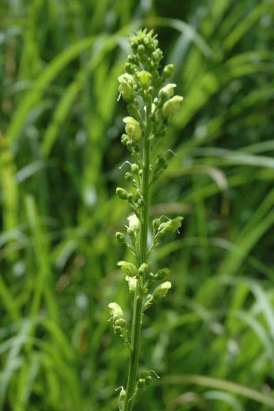 ゴマノハグサの花