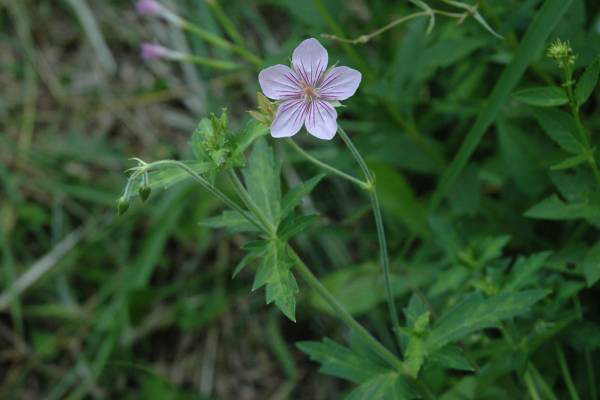 タチフウロの花