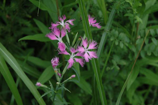 カワラナデシコ