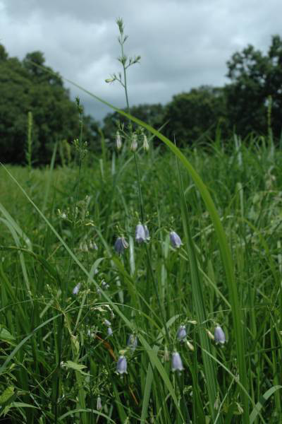 ツリガネニンジン