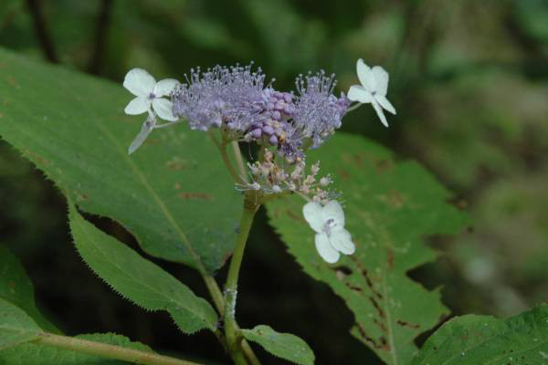 タマアジサイ