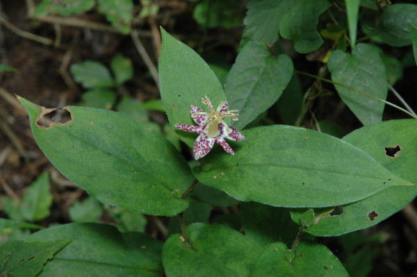 ヤマジノホトトギス