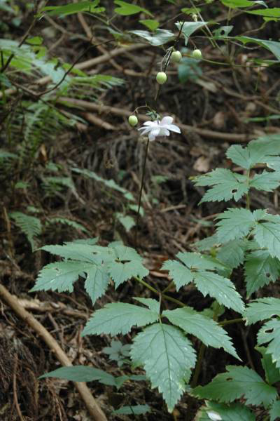 レンゲショウマ