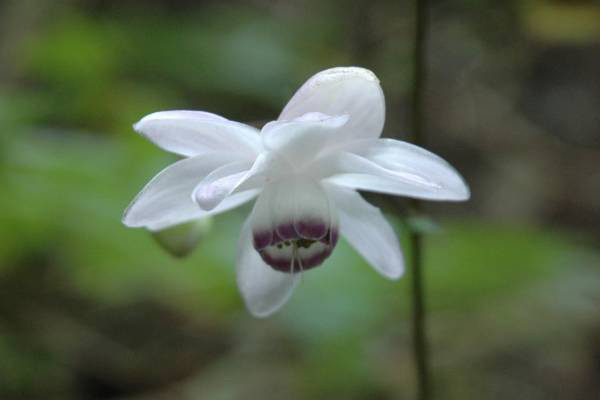レンゲショウマの花