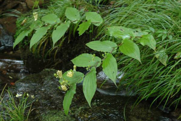 タマガワホトトギス