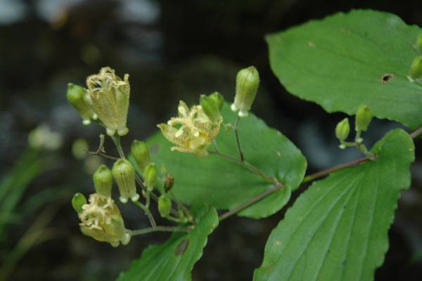 タマガワホトトギスの花