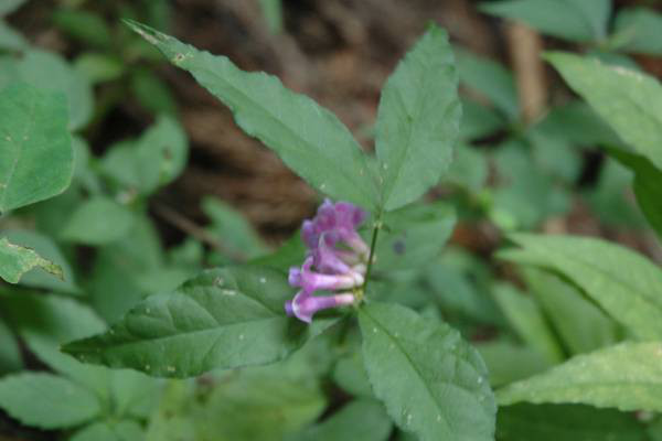 ミヤマタニワタシ