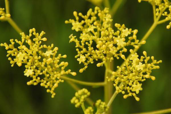 オミナエシの花