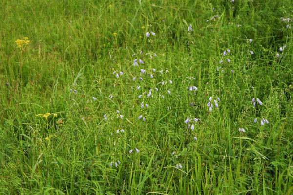 ツリガネニンジン