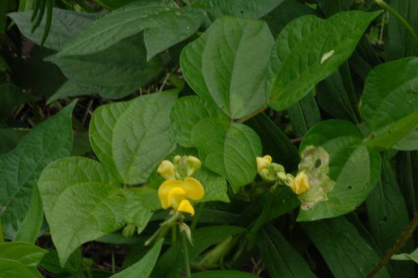 ヤブツルアズキ