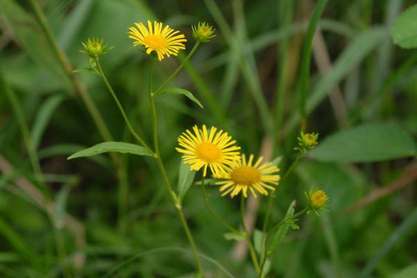 ホソバオグルマ