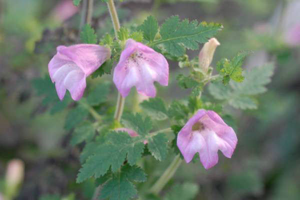 コシオガマの花