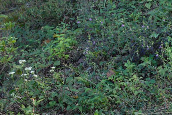 オトコエシとコシオガマ