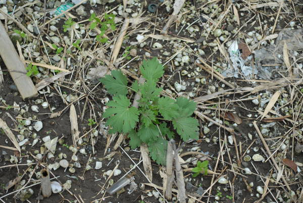 メハジキの根生葉